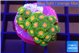 Zoanthus green sunset 2-3 cm WYSIWYG acclimaté