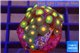 Zoanthus sunset kiwi 2-3 cm WYSIWYG acclimaté
