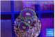Zoanthus magic green blue 3 polyps WYSIWYG acclimaté