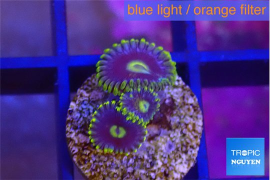 Zoanthus magic green blue 3 polyps WYSIWYG acclimaté