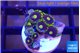 Zoanthus magician blue 1-2 cm WYSIWYG acclimaté