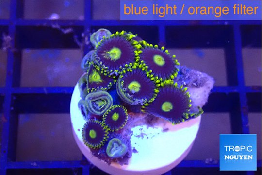Zoanthus magician blue 1-2 cm WYSIWYG acclimaté
