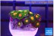 Zoanthus sunset kiwi 1-2 cm WYSIWYG acclimaté