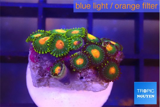 Zoanthus sunset kiwi 1-2 cm WYSIWYG acclimaté