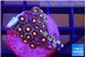 Zoanthus rainbow 2-3 cm WYSIWYG acclimaté