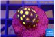 Zoanthus gold 1-2 cm WYSIWYG acclimaté