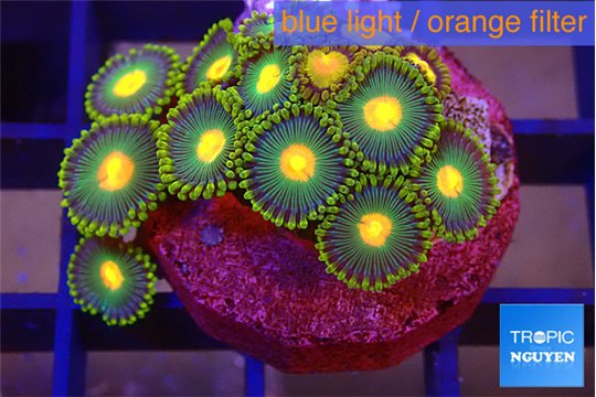 Zoanthus green sunset 2-3 cm WYSIWYG acclimaté