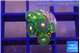 Zoanthus green sunset 1-2 cm WYSIWYG acclimaté