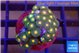 Zoanthus green sunset 2-3 cm WYSIWYG acclimaté