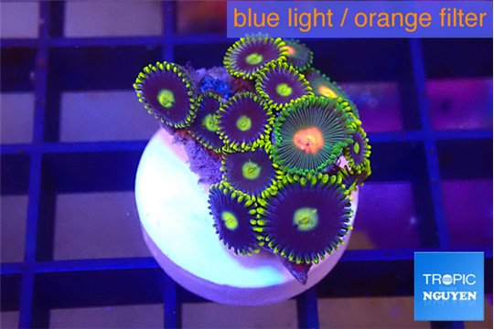 Zoanthus magician blue 1-2 cm WYSIWYG acclimaté