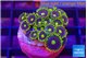 Zoanthus magician blue 2-3 cm WYSIWYG acclimaté