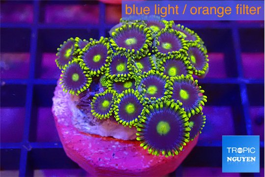 Zoanthus magician blue 2-3 cm WYSIWYG acclimaté