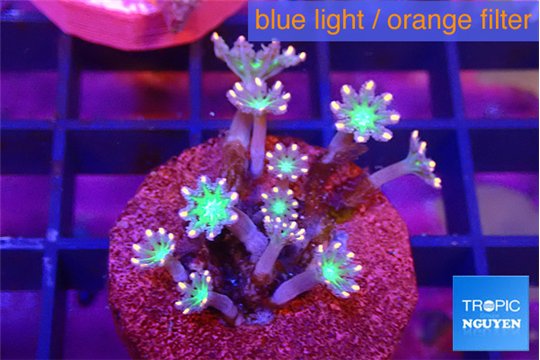 Clavularia papaya fire work 3-5 cm WYSIWYG acclimaté