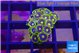 Zoanthus magician blue 1-2 cm WYSIWYG acclimaté