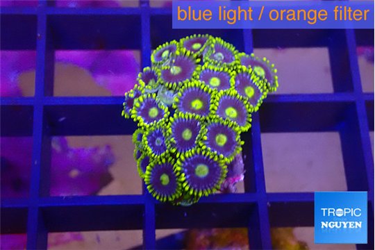 Zoanthus magician blue 1-2 cm WYSIWYG acclimaté