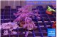 Xenia long polyps 4-6 cm WYSIWYG acclimaté