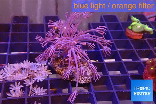Xenia long polyps 4-6 cm WYSIWYG acclimaté