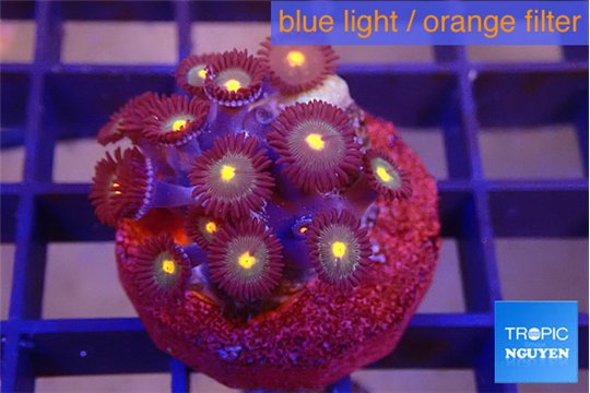 Zoanthus orange 2-3 cm WYSIWYG acclimaté