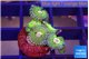 Zoanthus pink golden 1-3 cm WYSIWYG acclimaté