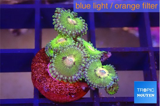 Zoanthus pink golden 1-3 cm WYSIWYG acclimaté