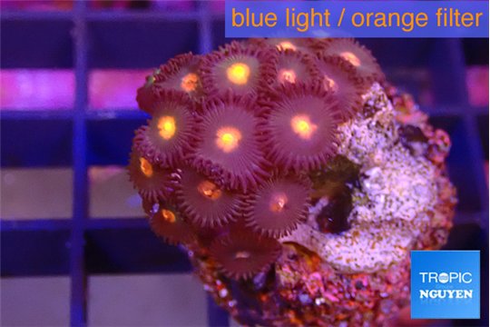 Zoanthus orange 2-3 cm WYSIWYG acclimaté