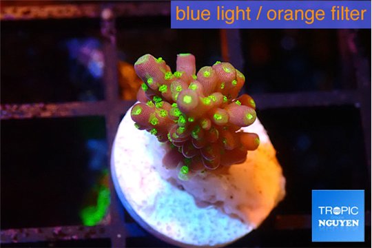 Acropora nana 1-2 cm WYSIWYG acclimaté