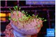 Sarcophython full neon green polyps Australia 2 cm WYSIWYG acclimaté