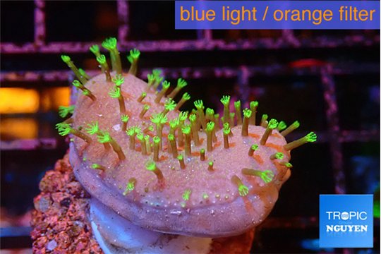 Sarcophython full neon green polyps Australia 2 cm WYSIWYG acclimaté