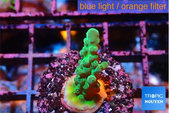 Acropora green purple tip 2-3 cm WYSIWYG acclimaté