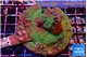 Acropora green & purple tip base rock 6-8 cm WYSIWYG acclimaté