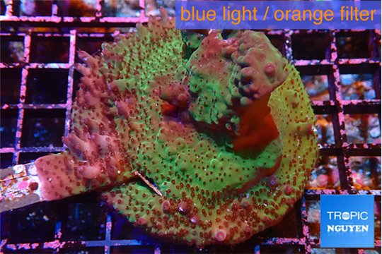 Acropora green & purple tip base rock 6-8 cm WYSIWYG acclimaté
