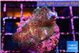 Pocillopora damicornis green & pink tip 2-4 cm WYSIWYG acclimaté