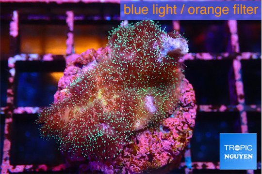 Pocillopora damicornis green & pink tip 2-4 cm WYSIWYG acclimaté