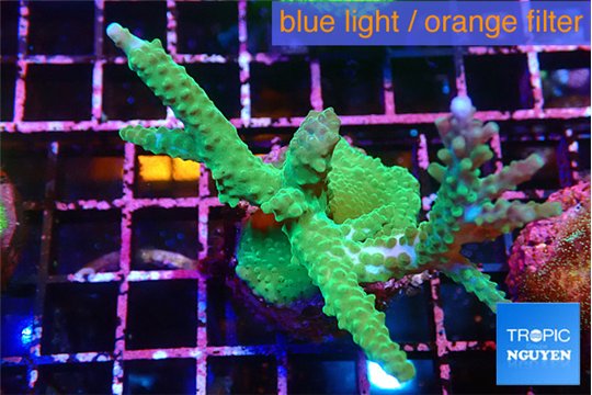 Acropora green & purple tip 4-6 cm WYSIWYG acclimaté