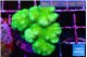 Pocillopora verrucosa toxic green 3-4 cm WYSIWYG acclimaté