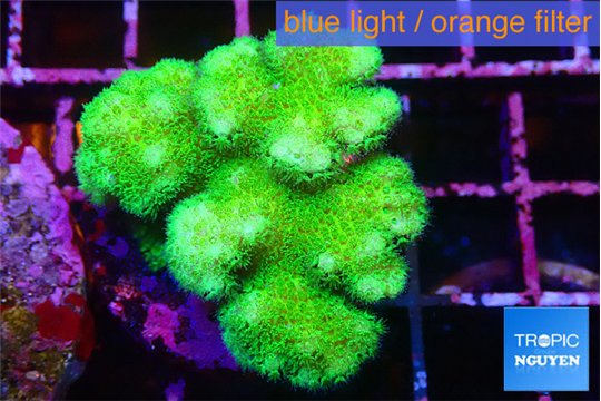 Pocillopora verrucosa toxic green 3-4 cm WYSIWYG acclimaté