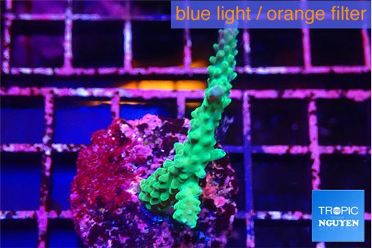 Acropora green purple tip 3-5 cm WYSIWYG acclimaté