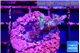 Acropora pink blue ice Fijii 2-3 cm WYSIWYG acclimaté