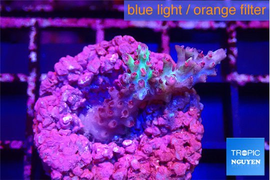 Acropora pink blue ice Fijii 2-3 cm WYSIWYG acclimaté