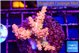 Acropora sunset neon toxic green polyps premium 3-4 cm WYSIWYG acclimaté