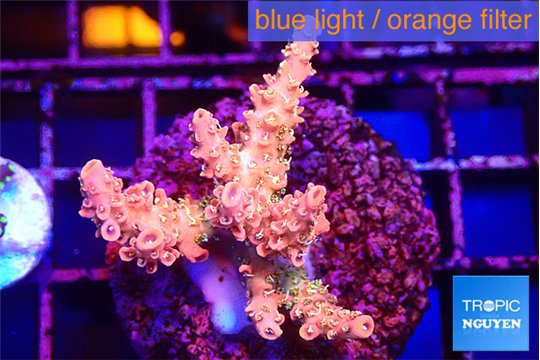 Acropora sunset neon toxic green polyps premium 3-4 cm WYSIWYG acclimaté