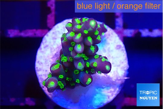 Acropora nana 1-2 cm WYSIWYG acclimaté