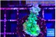 Acropora green & blue tip Fijii 3-4 cm WYSIWYG acclimaté