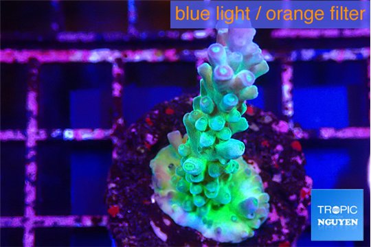 Acropora green & blue tip Fijii 3-4 cm WYSIWYG acclimaté