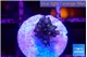 Acropora purple 1-2 cm WYSIWYG acclimaté