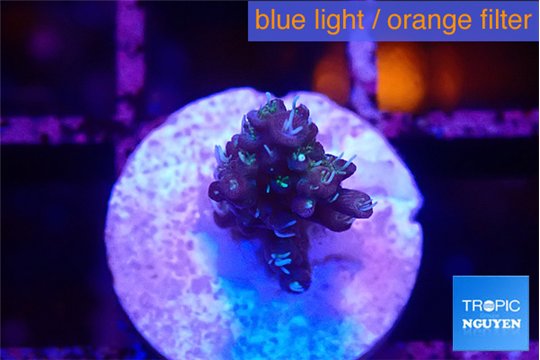 Acropora purple 1-2 cm WYSIWYG acclimaté