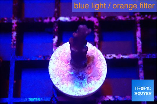 Acropora purple 1-2 cm WYSIWYG acclimaté