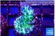 Acropora green & blue tip Fijii 3-4 cm WYSIWYG acclimaté
