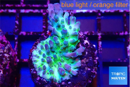 Acropora green & blue tip Fijii 3-4 cm WYSIWYG acclimaté