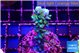 Acropora joker 3-5 cm WYSIWYG acclimaté